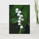 Zoek naar lelietje van dalen kaarten Bloem