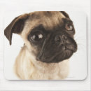 Recherche de petits chiens tapis souris Animaux