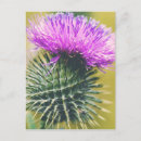 Recherche de chardon écossais cartes postales Fleur