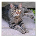 Recherche de chat tigré posters Minou