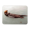 Recherche de loutre magnets Alaska