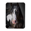 Recherche de cheval magnets Animal
