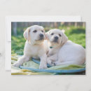 Recherche de purebreed vœux cartes Purebred dog