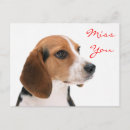 Recherche de chiot beagle cartes postales Beagles