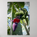 Recherche de banane posters Plante
