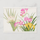Recherche de freesia cartes postales Fleur