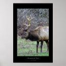 Recherche de wapitis posters Animal