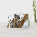 Zoek naar koala kaarten Foto