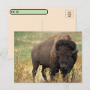 Zoek naar bison briefkaarten Buffels
