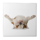 Recherche de bouledogue carreaux Chiot