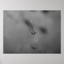 Recherche de punaise posters Animal