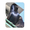 Zoek naar slik magneten Wild