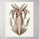 Recherche de céphalopode art Vintage