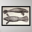 Recherche de vache marine Océan