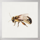 Recherche de honey bee posters Bumblebee