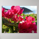 Zoek naar bougainvillea posters Caribboon