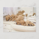 Recherche de salle de bain cartes postales Dog