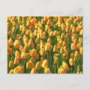 Zoek naar tulpen briefkaarten Floral
