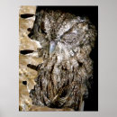 Recherche de hibou drôle posters Animaux