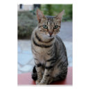 Recherche de chaton tigré posters Animal