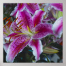 Recherche de lis magenta Coloré