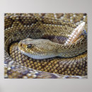 Recherche de peau de serpent posters Animal