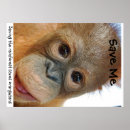 Recherche de orang outan posters Animaux sauvages