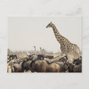 Recherche de gnou cartes postales Animal
