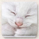 Recherche de vue face dessous de verres Animal
