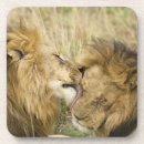Recherche de masai mara dessous de verres Panthera leo