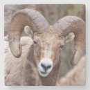 Recherche de richard dessous de verres Délimiteur danita