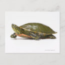 Recherche de tortue peinte cartes postales Reptile