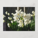 Zoek naar narcissus briefkaarten Foto