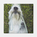 Recherche de bouchers magnets Chien