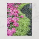 Zoek naar randen briefkaarten Roze