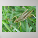 Recherche de houblon art Animaux