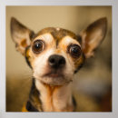 Zoek naar cute chihuahua kunst Huisdier