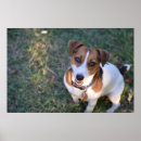 Recherche de jack russell posters Amoureux des chiens