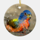 Recherche de bel oiseau Oiseaux