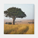 Recherche de arbre isolé Masai mara