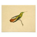 Recherche de ornithologie posters Colibri