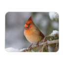 Recherche de cardinalis Oiseau