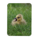 Recherche de poussin magnets Observation d'oiseau