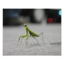 Recherche de mante de prière Vert
