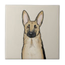 Recherche de chien de berger carreaux Animaux domestiques