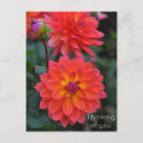 Recherche de dahlia rouge cartes postales Floral