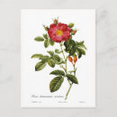 Recherche de rosa cartes postales Rouge