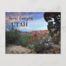 Recherche de fleurs sauvages cartes postales Désert