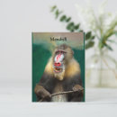 Recherche de grande singe cartes postales Animal