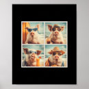 Zoek naar varkens posters Zwemmen